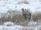 Common Crane (Grus grus) Dursupe, Talsu county, 23-Dec-2012. © Sintija Elferte Grus grus