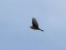 Anthus cervinus