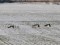 Branta leucopsis
