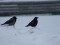 Carrion Crow (Corvus corone) Ventspils marina, Ventspils, 19-Dec-2012. © Marcis Tirums Corvus corone