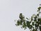Emberiza calandra