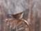 Emberiza schoeniclus