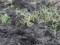 Eremophila alpestris