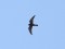 Falco vespertinus