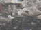 Kaspijas kaija (Larus cachinnans) Grobiņas apkārtnē, Grobiņas n., 20-Nov-2012. © Ritvars Rekmanis Larus cachinnans