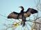 Phalacrocorax pygmeus