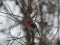 Pine Grosbeak (Pinicola enucleator) Denderi, Koceni county, 16-Dec-2012. © Andris Klepers Pinicola enucleator