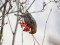 Pine Grosbeak (Pinicola enucleator) Salaspils street, Riga, 14-Dec-2012. © Sandis Laime Pinicola enucleator