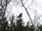 Northern Hawk-Owl (Surnia ulula) Adazi military landfill, Adazi county, 03-Dec-2012. © Ieva Mardega Surnia ulula