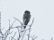 Northern Hawk-Owl (Surnia ulula) Adazi military landfill, Adazi county, 07-Dec-2012. © Ieva Mardega Surnia ulula