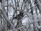 Turdus philomelos