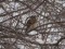 Turdus philomelos