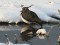 Northern Lapwing (Vanellus vanellus) Nica fields, Nica county, 11-Dec-2012. © Karlis Millers Vanellus vanellus