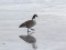 Branta canadensis