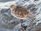 Calidris alpina