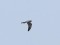Pallid Harrier (Circus macrourus) Kolka, Dundaga county, 18-Mai-2014. © Karlis Millers Circus macrourus