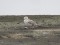 Kaspijas kaija (Larus cachinnans) Skrundas zivju dīķi, Skrundas n., 04-Oct-2014. © Ritvars Rekmanis Larus cachinnans