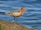 Curlew Sandpiper (Calidris ferruginea) Mangalsala pier, Riga, 04-Jul-2015. © Igors Denisovs Calidris ferruginea