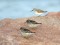 Calidris maritima