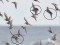 Broad-billed Sandpiper (Limicola falcinellus) Pekrags, Mersrags, 30-Jul-2015. © Igors Denisovs Limicola falcinellus