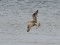 Bar-tailed Godwit (Limosa lapponica) Ragaciems, Engure county, 08-Jul-2015. © Igors Denisovs Limosa lapponica