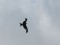 Red Kite (Milvus milvus) Grobina surroundings, Grobina county, 15-Jul-2015. © Andris Klepers Milvus milvus