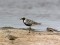Grey Plover (Pluvialis squatarola) Skisterciems, Salacgriva county, 18-Jul-2015. © Sandis Laime Pluvialis squatarola