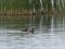 Ragainais dūkuris (Podiceps auritus) Engures ezers, Mērsraga n., 17-Jun-2015. © Kārlis Millers Podiceps auritus