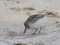 Limicola falcinellus