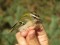 Firecrest (Regulus ignicapilla) Pape B.O., Rucava county, 26-Sep-2016. © Ritvars Rekmanis Regulus ignicapilla