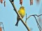 Ģirlicis (Serinus serinus) Mangaļsala, Rīga, 28-Feb-2016. © Igors Deņisovs Serinus serinus