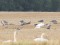Greater White-fronted Goose (Anser albifrons) Sesile surroundings, Saldus county, 07-Sep-2016. © Karlis Millers Anser albifrons