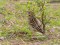 Red-throated Pipit (Anthus cervinus) Salacgriva, Salacgriva county, 18-Sep-2016. © Edgars Smislovs Anthus cervinus