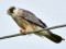 Falco vespertinus