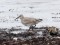 Calidris canutus
