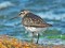 Calidris falcinellus