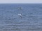 Mediterranean Gull (Ichthyaetus melanocephalus) Kolka, Dundaga county, 04-Jun-2019. © Gaidis Grandans Ichthyaetus melanocephalus