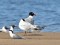 Mediterranean Gull (Ichthyaetus melanocephalus) Gauja river mouth, Carnikava county, 05-Jun-2019. © Igors Denisovs Ichthyaetus melanocephalus