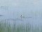 Branta canadensis