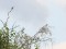 Merops apiaster