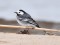 Motacilla alba