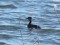 Podiceps grisegena