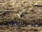 Īsknābja zoss (Anser brachyrhynchus) Ķūļciema laukos, Talsu n. 30-Mar-2011. © Gaidis Grandāns Anser brachyrhynchus