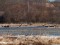 Kanādas zosis (Branta canadensis) Vēršādas paliene, Brocēnu n. 23-Mar-2011. © Ainārs Mankus Branta canadensis
