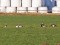 Branta leucopsis