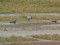 Baltvaigu zosis (Branta leucopsis) Štakldanga, Aizputes n., 19-Dec-2011. © Valters Farnasts Branta leucopsis