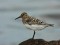 Calidris alba