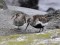Parastais šņibītis (Calidris alpina) Mangaļsala, Rīga, 08-Nov-2011. © Igors Deņisovs Calidris alpina
