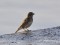 Lapzemes stērste (Calcarius lapponicus) Mangaļsala, Rīga, 10-Nov-2011. © Igors Deņisovs Calcarius lapponicus