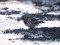Jūras šnibītis (Calidris maritima) Liepājas ostas S mols, Liepāja, 22-Sep-2011. © Kārlis Millers (fotogrāfēts apm. 15min. pēc saulrieta) Calidris maritima